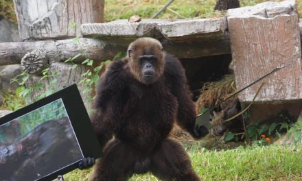ZPOT จัดให้ !!! ส่งลิงสาวแห่งแดนอีสานสวนสัตว์โคราช ให้ชิมแปนซีชื่อดังแดนใต้แห่งสวนสัตว์สงขลา