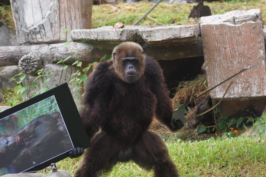 ZPOT จัดให้ !!! ส่งลิงสาวแห่งแดนอีสานสวนสัตว์โคราช ให้ชิมแปนซีชื่อดังแดนใต้แห่งสวนสัตว์สงขลา